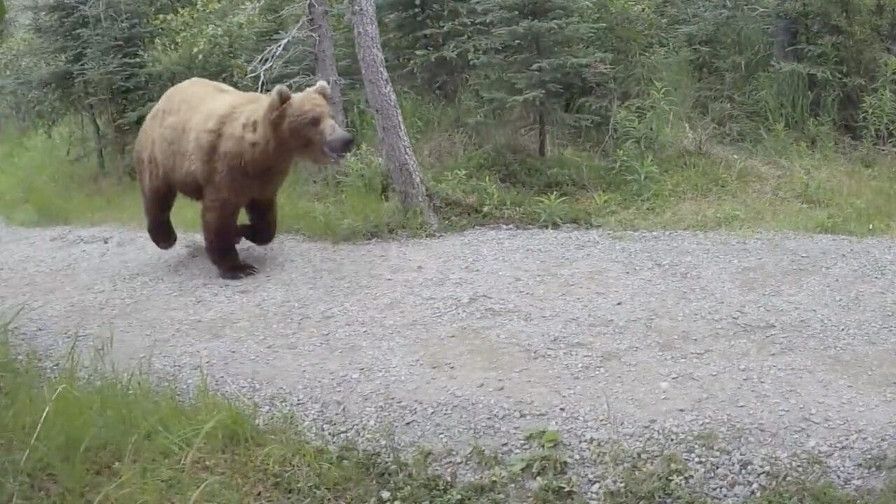 Grizzly chase in Katmai National Park.